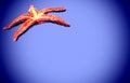 Isolated Pisaster ochraceus on blue textured background. Generally known as the purple sea star, ochre sea star, or ochr