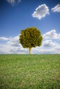 Isolated plane tree in a Tuscan hill with copy space