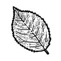 Isolated plant, rose leaf. Sketch scratch board imitation. Black and white. Royalty Free Stock Photo