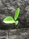 Isolated plant on the stone