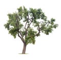 Isolated plum tree Royalty Free Stock Photo