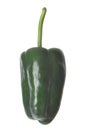 Isolated Poblano Pepper