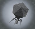 isolated Podoviridae T7 bacteriophage 3d rendering