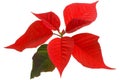 Isolated poinsettia