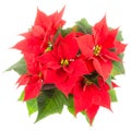 Isolated poinsettia flower