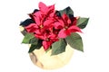 An isolated poinsettia in a jute sack