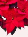 Isolated poinsettia red Christmas flower on white Royalty Free Stock Photo