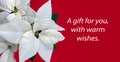 Isolated poinsettia white Christmas flower A Gift for You Royalty Free Stock Photo