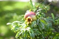 Isolated pomegranate fruit