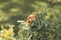 Isolated pomegranate fruit