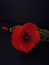 Isolated poppy on Black backround