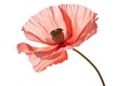 Isolated Poppy Blossom on Transparent Background, Generative Ai