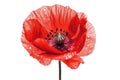 Isolated Poppy Blossom on Transparent Background, Generative Ai