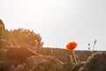 An isolated poppy catching the strong spring sunlight in the ruins of pompeii, Italy Royalty Free Stock Photo