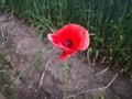 Isolated poppy in a farmer's field