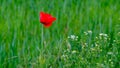 Isolated poppy on a field border