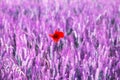 Isolated Poppy flower in a feld field. altered color