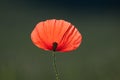 Isolated Poppy Flower in the Field