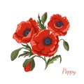 Isolated poppy flowers. Cartoon wildflowers bouquet. Summer blossom plant clipart. Remembrance day symbol. Wild herb