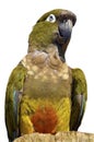 Isolated portrait Burrowing Parrot Royalty Free Stock Photo
