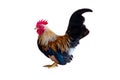Isolated portrait of colourful cock on the white background. Studio shot of chicken