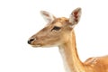 Isolated portrait of deer hind Royalty Free Stock Photo