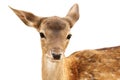 Isolated portrait of fallow deer calf