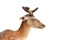 Isolated portrait of fallow deer stag Royalty Free Stock Photo