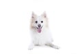 .isolated portrait of a german spitz lying and facing the camera Royalty Free Stock Photo