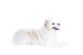 .isolated portrait of a german spitz lying and in profile Royalty Free Stock Photo