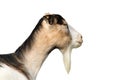 Isolated portrait of a goat Royalty Free Stock Photo