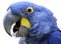 Isolated portrait Hyacinth Macaw