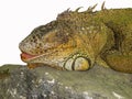 Isolated portrait of a iguana lies on a stone and sleeps funny opening his mouth and sticking out his tongue. Iguana is a genus of Royalty Free Stock Photo