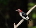 Molting red-headed woodpecker