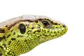 Isolated portrait of sand lizard Royalty Free Stock Photo