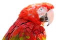 Isolated portrait Scarlet macaw