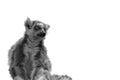 Isolated portrait of a seated lemur with a tail. The ring-tailed lemur Lemur catta is a large strepsirrhine primate and the most