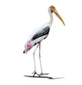 Isolated portrait white background painted stork isolate as a natural bird with clipping path for use Royalty Free Stock Photo