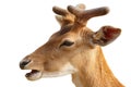 Isolated portrait of young fallow deer buck