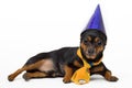 Isolated portret of funny dog Royalty Free Stock Photo