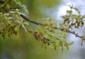 Post Oak tree branch with new leaves and catkins Royalty Free Stock Photo