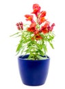 Isolated potted blue Antirrhinum flower