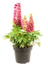 Isolated potted blue lupine flower
