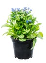 Isolated potted blue Myosotis flower