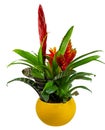 Isolated potted bromelia flower Royalty Free Stock Photo