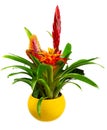 Isolated potted bromelia flower Royalty Free Stock Photo