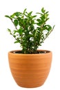 Isolated potted ilex crenata bush Royalty Free Stock Photo