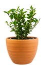 Isolated potted ilex crenata bush