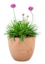 Isolated potted pink Armeria flower