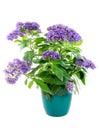 Isolated potted purpled garden heliotrope flower Royalty Free Stock Photo